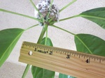 hummingbird nest1 - blueridge 2-20-16 - Copy.JPG